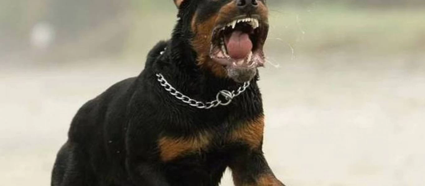 Αγρίνιο: Εφιάλτης για 49χρονη - Της επιτέθηκε πιτ μπουλ